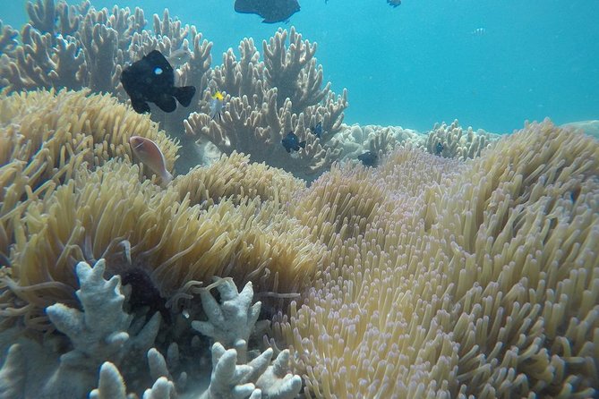 Cham Islands Snorkeling Tour by SpeedBoat from Da Nang - Snorkeling in Cu Lao Cham: Gear Is Included, Expectations Need Flexing