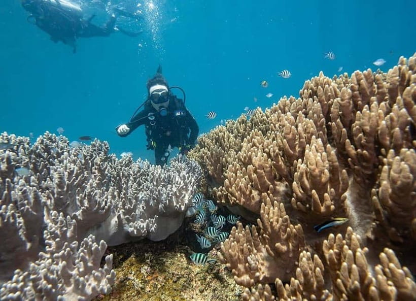 From Da Nang/Hoi An: Cham Islands Tour with Snorkeling - Should you book this Cham Islands tour from Hoi An or Da Nang?