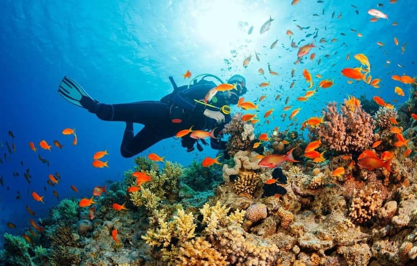 From Da Nang/Hoi An: Cham Islands Tour with Snorkeling - Lang Island and the Marine Sanctuary: more than a quick photo stop