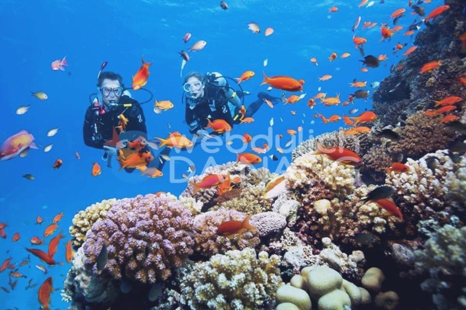 Hoi An/Da Nang: Cham Islands Snorkeling by Speedboat w Lunch - Who this tour suits best (and who should think twice)