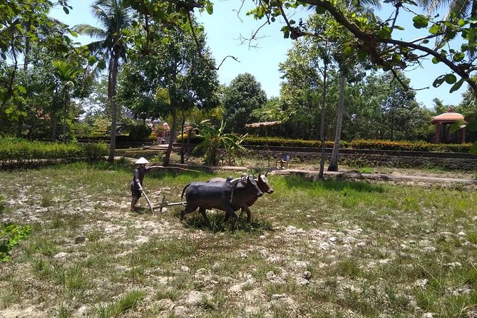 MY LAI MASSACRE Tour from Hotel in Da Nang City or Hoi An City ( Private Tour ) - Lunch, Water, and the Small Costs You’ll Still Need to Plan