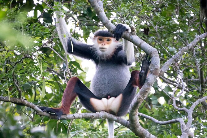 Red-shanked Douc - Private Motorbike Tour - Price and value: what $60 gets you in reality