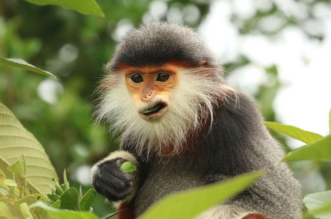 Red-shanked Douc - Private Motorbike Tour - What you can realistically see besides doucs