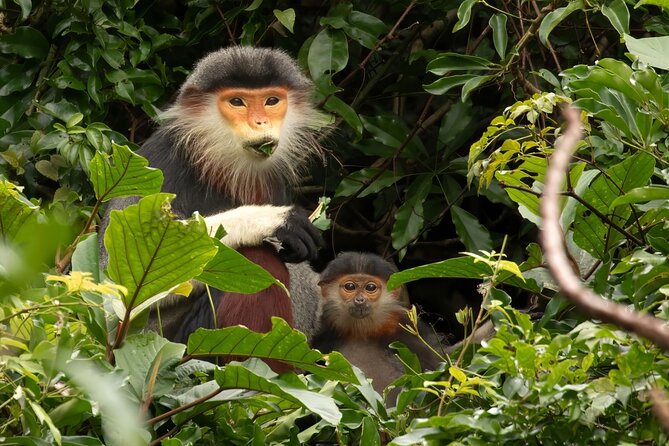 Red-shanked Douc - Private Motorbike Tour - The 7:00am start: timing that works for animal viewing