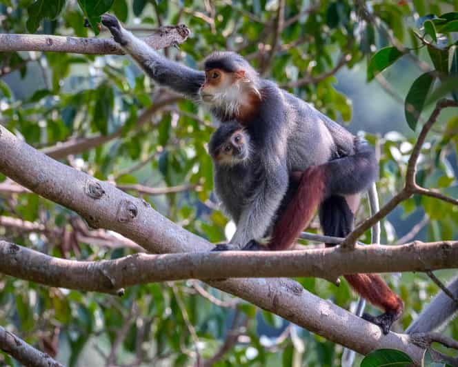 Safari - Finding the most endangered monkey in the World - Price, value, and extra fees you should plan for
